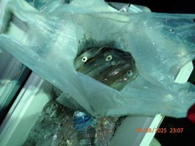 シロイカ(ケンサキイカ)