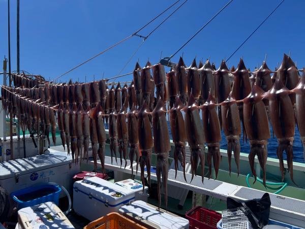 スルメ(スルメイカ)