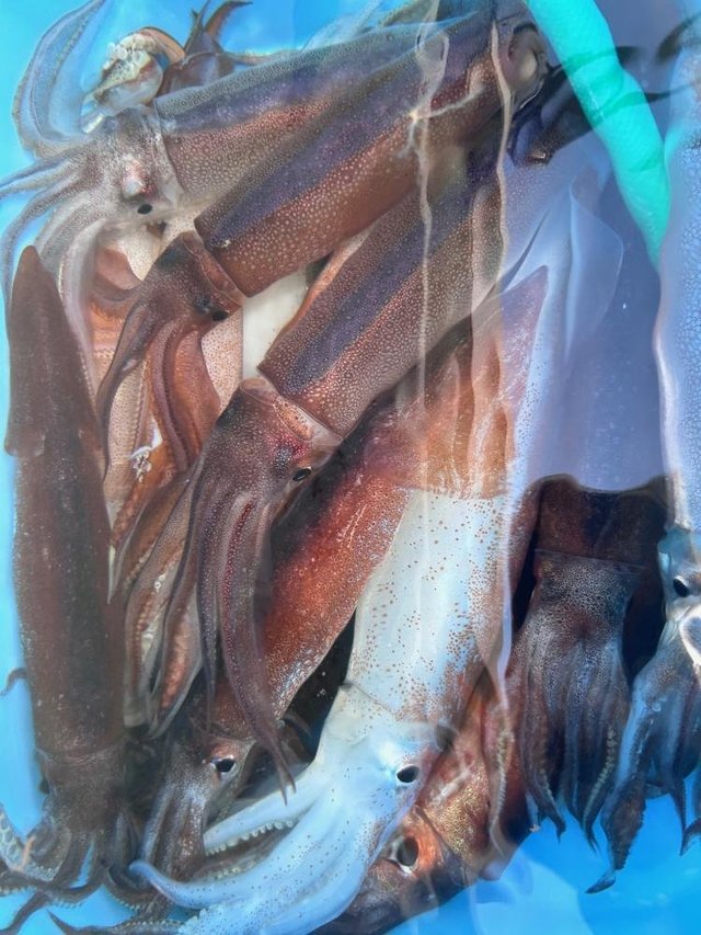 スルメ(スルメイカ)