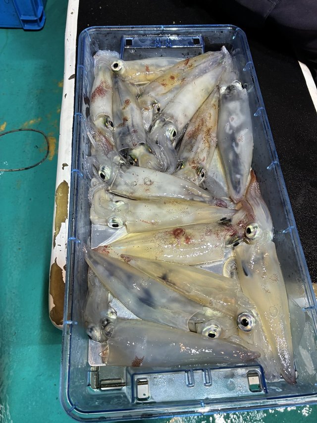 アカイカ(ケンサキイカ)