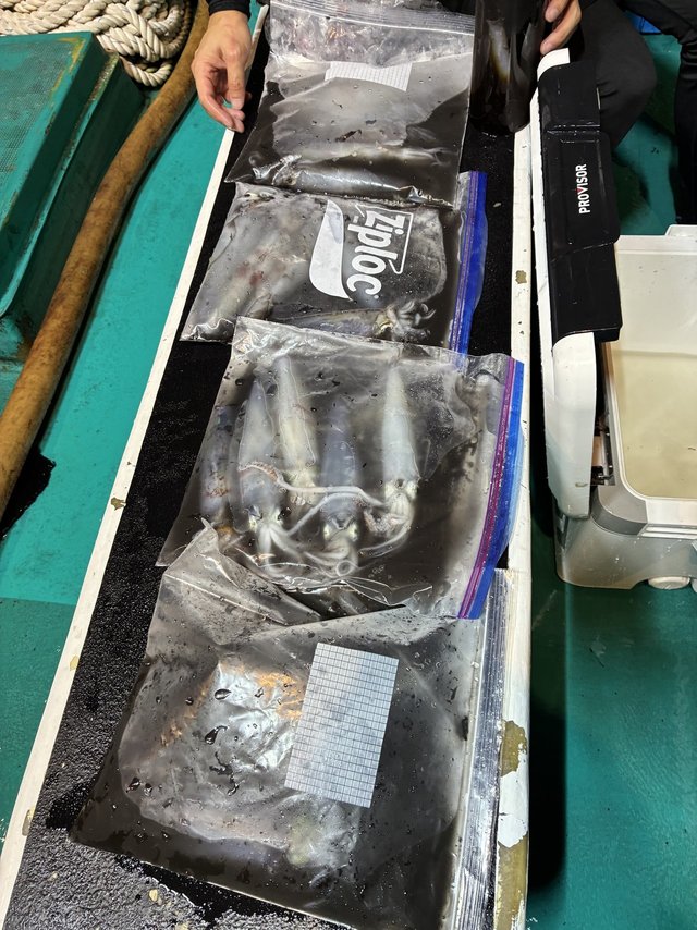 アカイカ(ケンサキイカ)