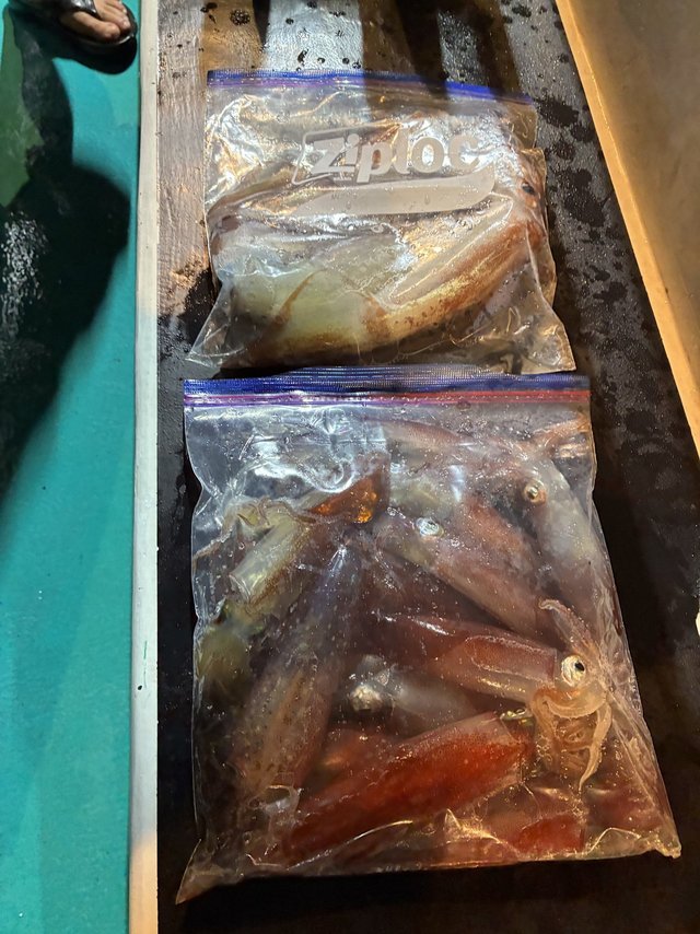 アカイカ(ケンサキイカ)