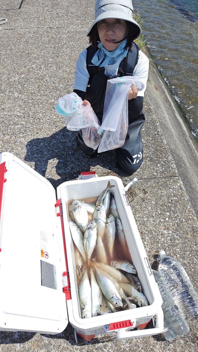 アジ(マアジ)・マダコ