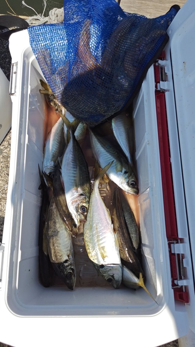 アジ(マアジ)・マダコ