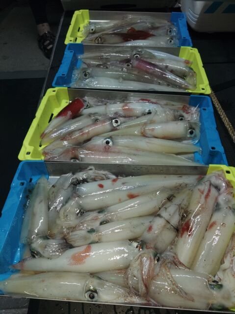 イカ(ヤリイカ)