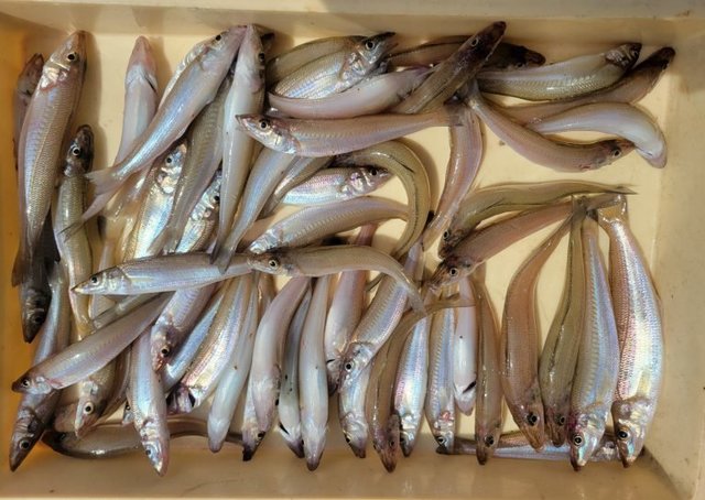 キス(シロギス)