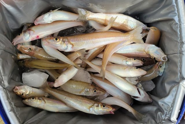 キス(シロギス)