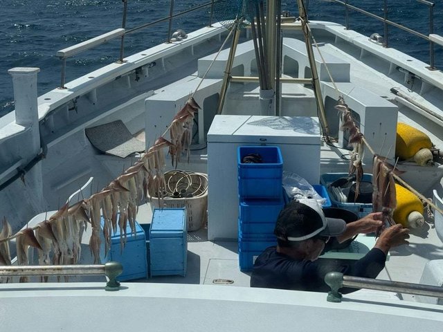 イカ(スルメイカ)