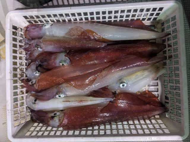 アカイカ(ケンサキイカ)