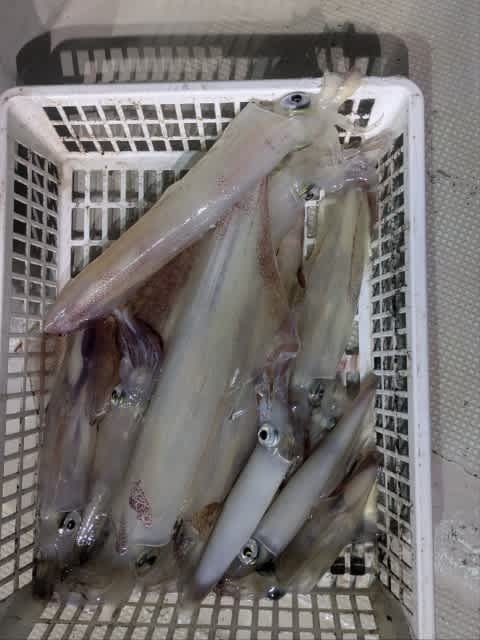 アカイカ(ケンサキイカ)