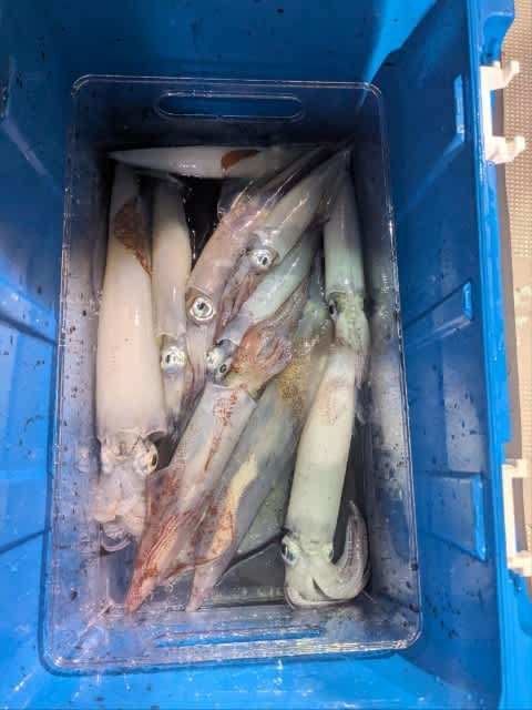 アカイカ(ケンサキイカ)