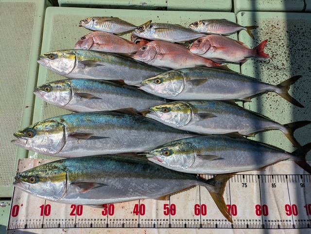 タイ(マダイ)・アジ(マアジ)・メジロ(ブリ)