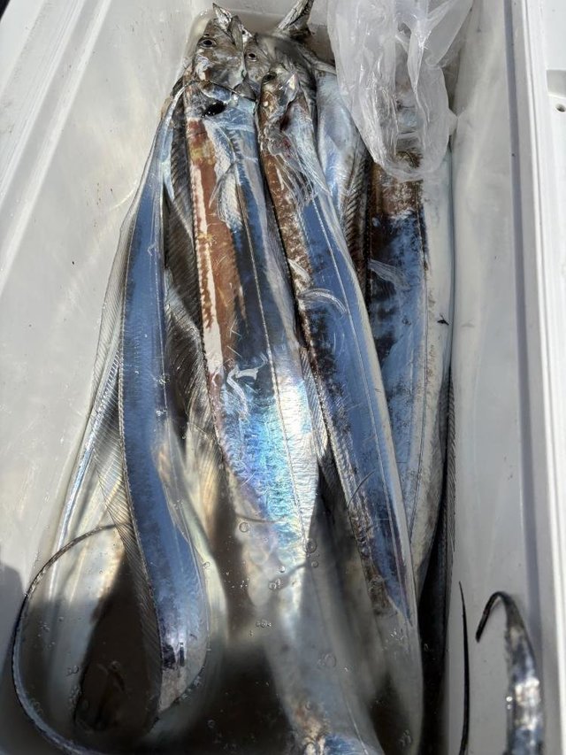 タチ(タチウオ)