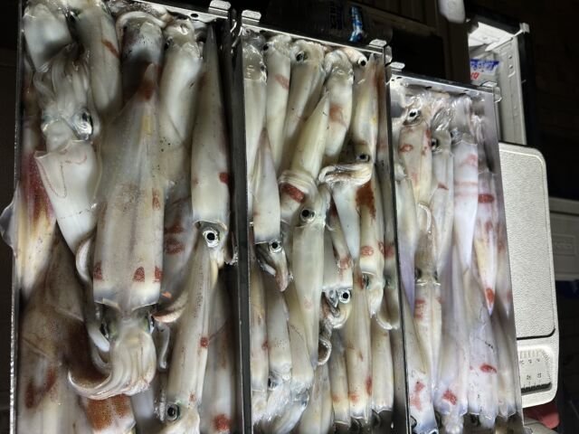 ケンサキ(ケンサキイカ)