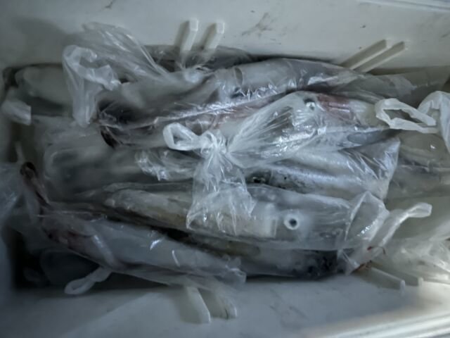 ケンサキ(ケンサキイカ)