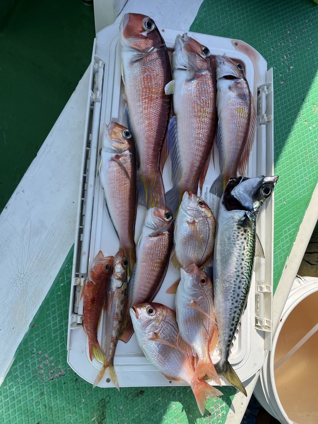 アマダイ(アカアマダイ)