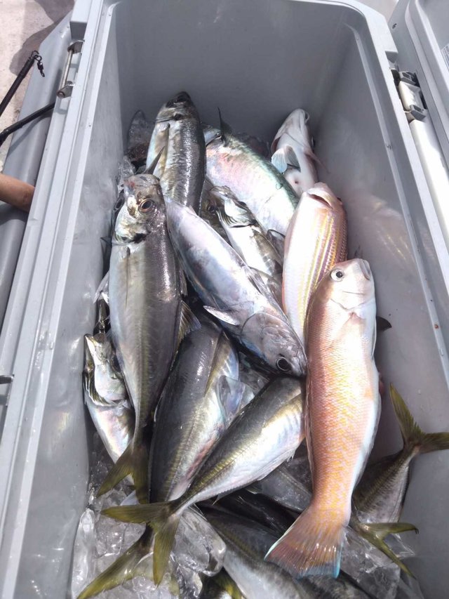 アジ(マアジ)・シロアマダイ・イトヨリ(イトヨリダイ)・サバ(マサバ)・ソーダ(ヒラソウダ)