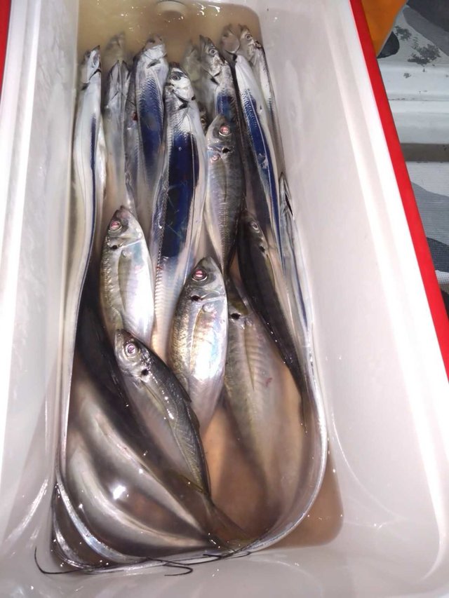 アジ(マアジ)・タチ(タチウオ)