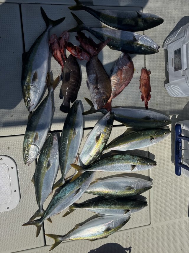 マダイ・マハタ・ハマチ(ブリ)・カサゴ