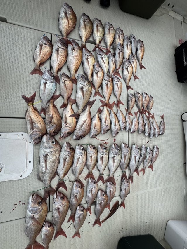 マダイ・ホウボウ