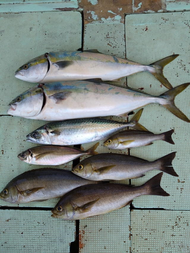 アジ(マアジ)・メジロ(ブリ)・イサギ(イサキ)・サバ(マサバ)