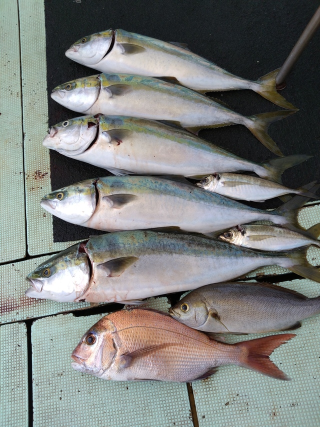 タイ(マダイ)・アジ(マアジ)・メジロ(ブリ)・イサギ(イサキ)