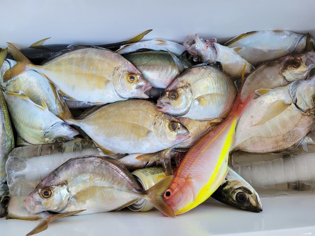 カイワリ・イトヨリ(イトヨリダイ)