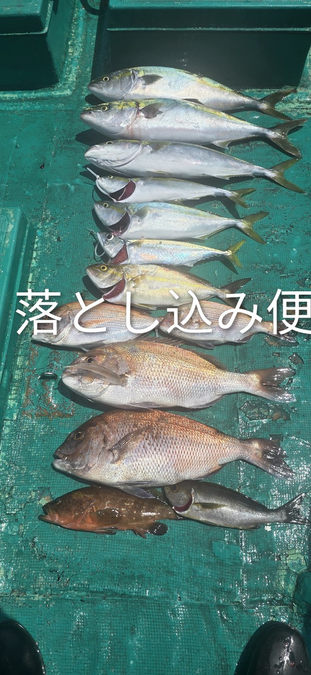 マダイ・ハマチ(ブリ)・シオ(カンパチ)