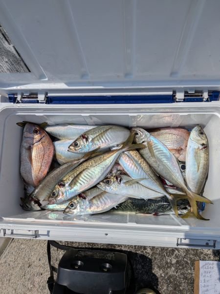 チャリコ(マダイ)・アジ(マアジ)