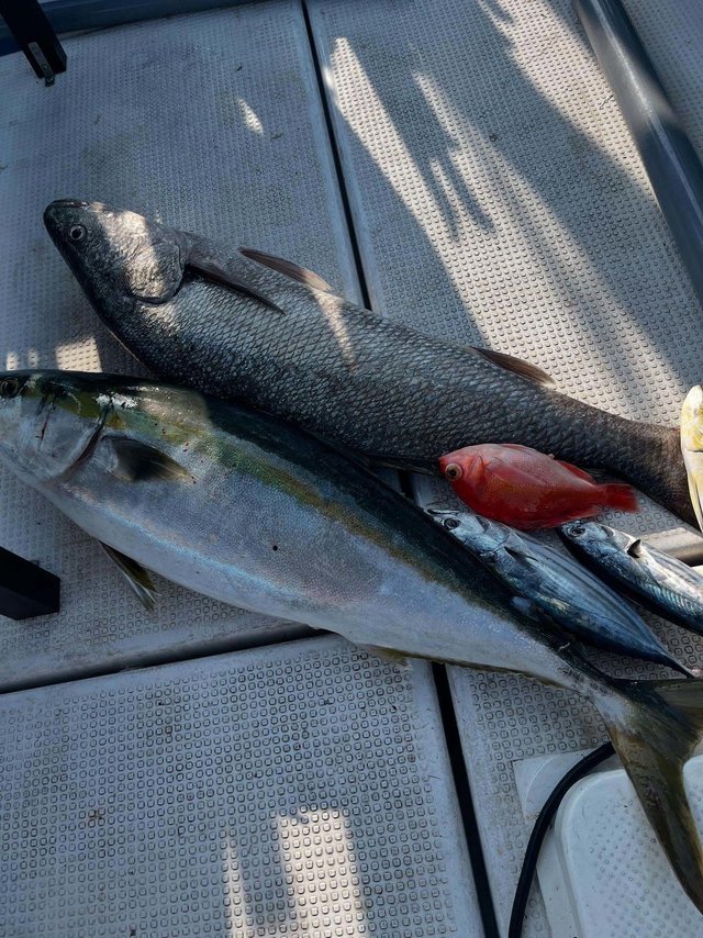 ブリ・カツオ・ホウボウ・キンメ(キンメダイ)・クログチ