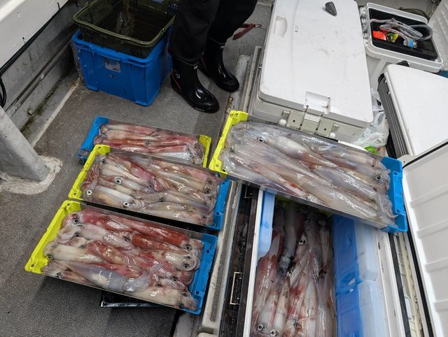 イカ(ケンサキイカ)