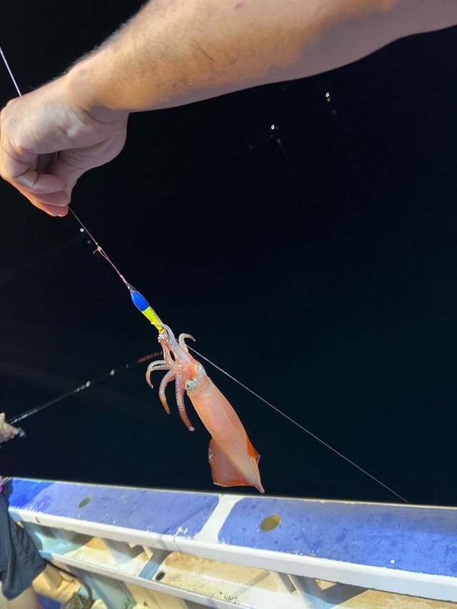 マルイカ(ケンサキイカ)