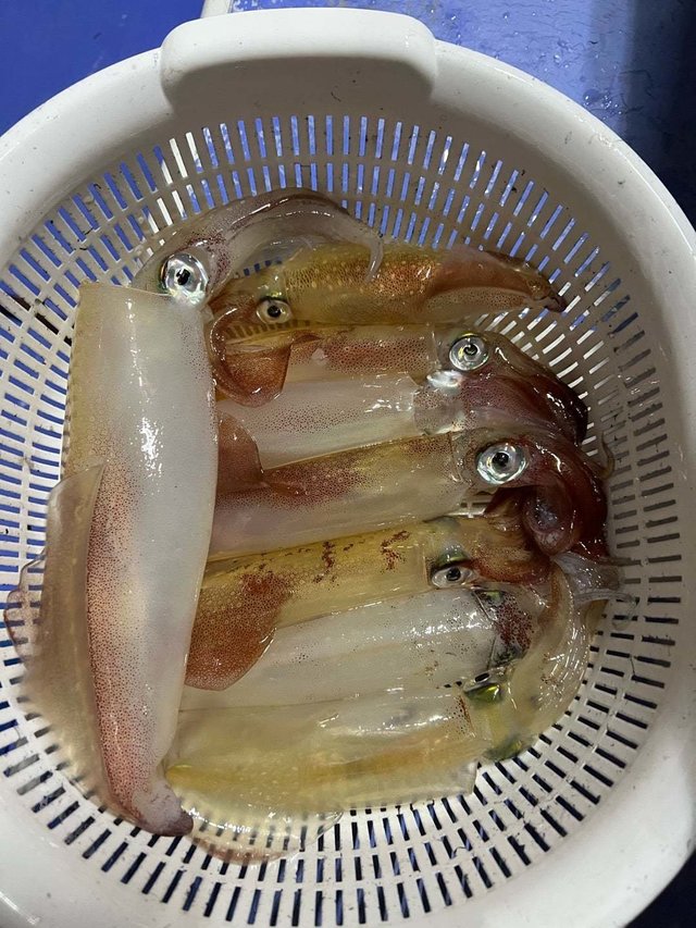 マルイカ(ケンサキイカ)