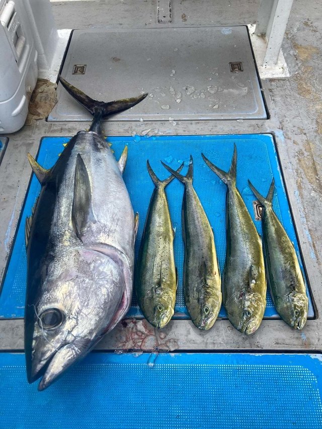 シイラ・メバチ