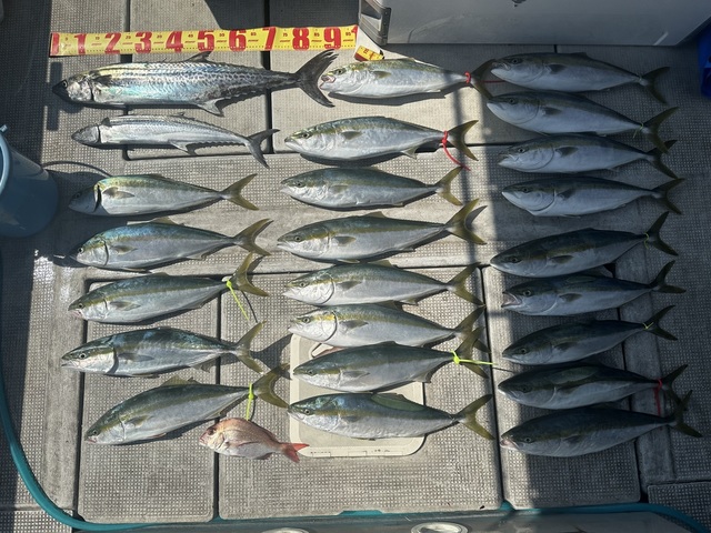 マダイ・メジロ(ブリ)・サワラ