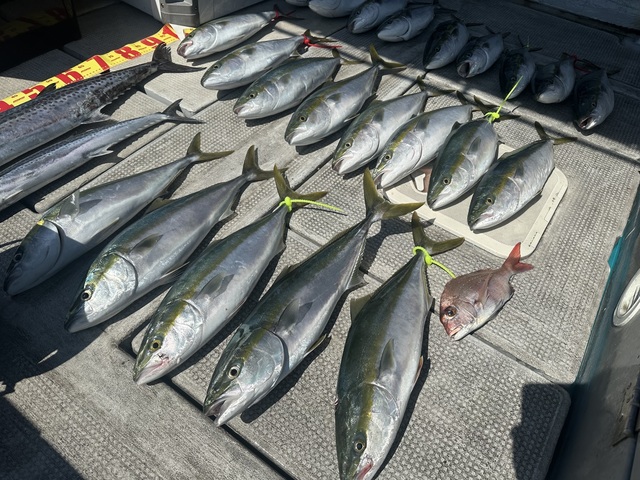 マダイ・メジロ(ブリ)・サワラ