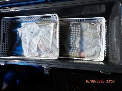 シロイカ(ケンサキイカ)