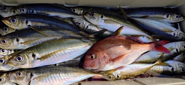 マダイ・アジ(マアジ)