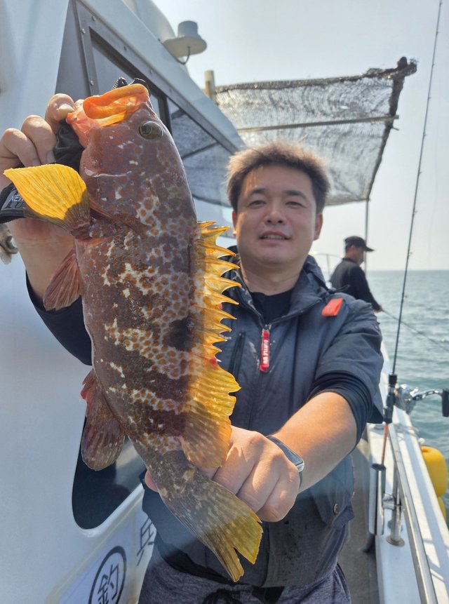 アコウ(キジハタ)