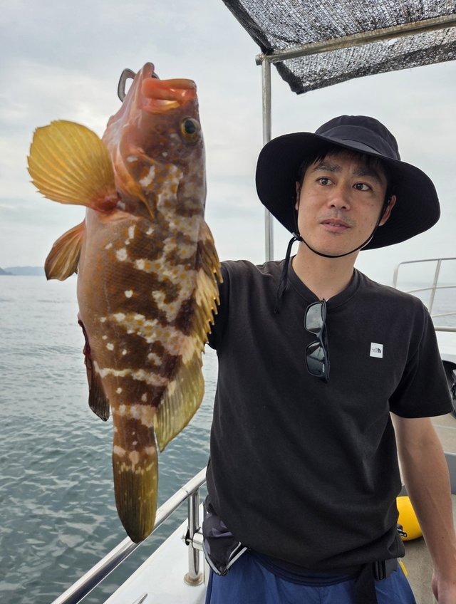 アコウ(キジハタ)