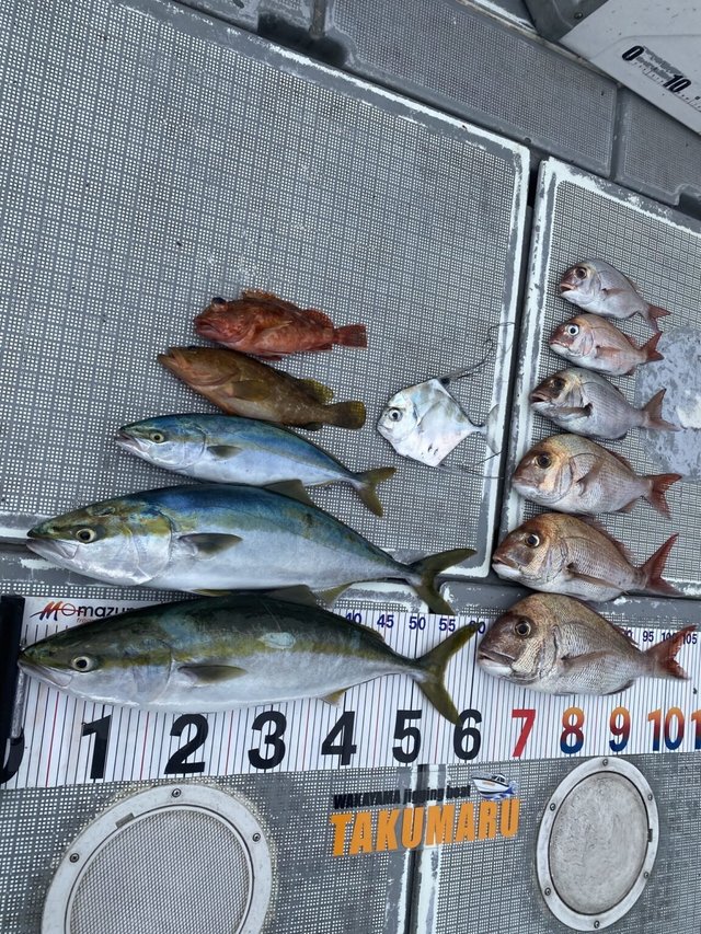 マダイ・ハナダイ(チダイ)・ブリ・ハマチ(ブリ)・カサゴ・マトウダイ