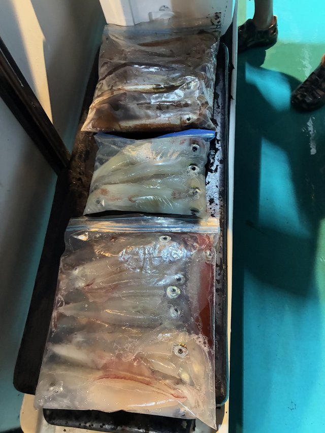 アカイカ(ケンサキイカ)