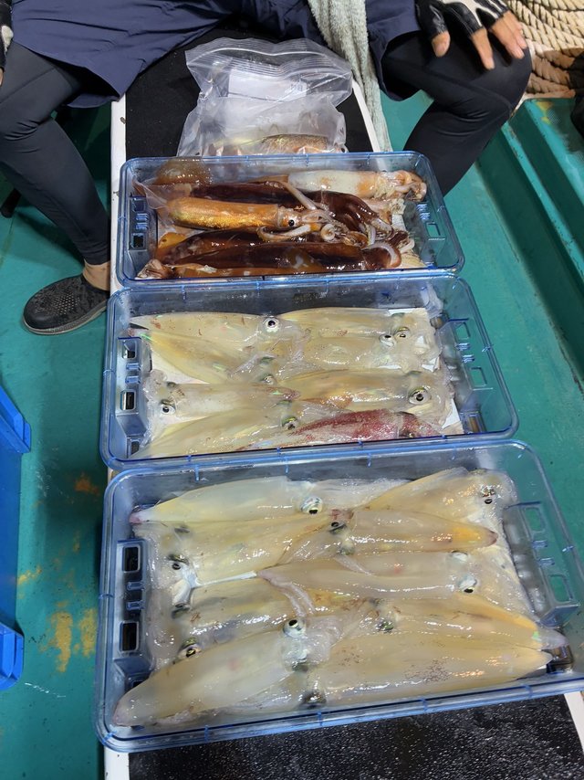 アカイカ(ケンサキイカ)