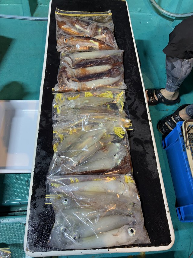 アカイカ(ケンサキイカ)