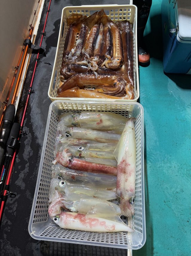 アカイカ(ケンサキイカ)