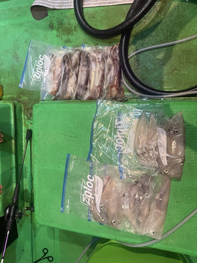 アカイカ(ケンサキイカ)・スルメイカ