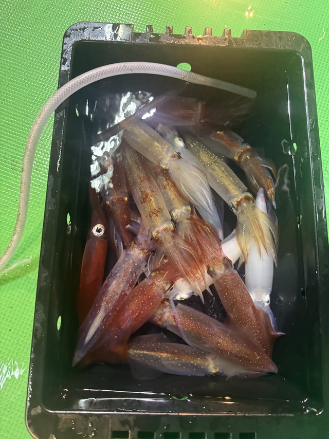 アカイカ(ケンサキイカ)・スルメイカ