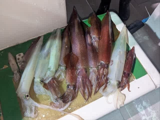 アカイカ(ケンサキイカ)