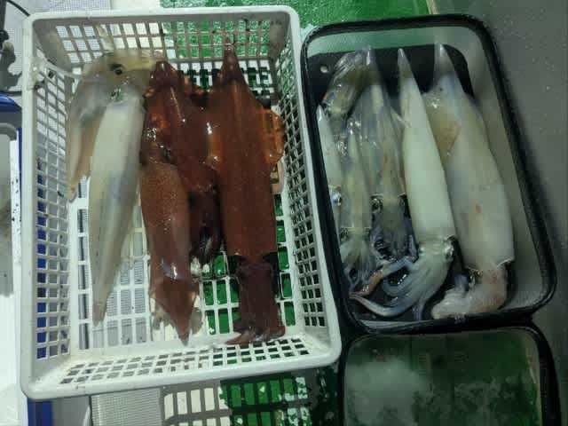 アカイカ(ケンサキイカ)