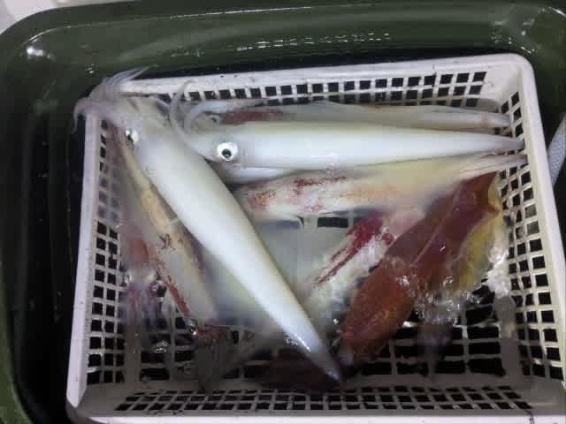 アカイカ(ケンサキイカ)